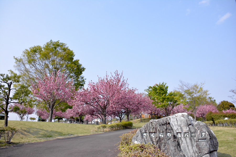 境町内の桜の木