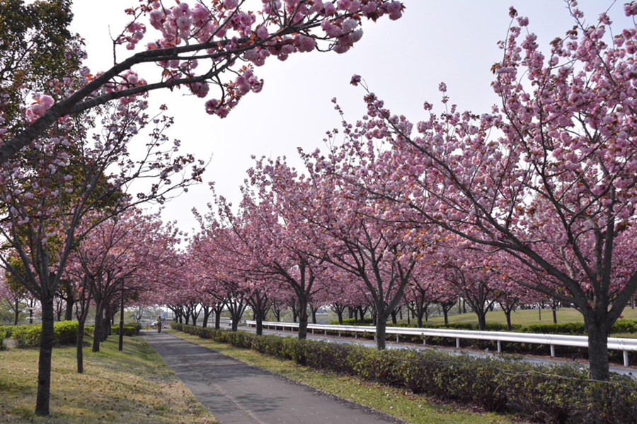 境町内の桜の木